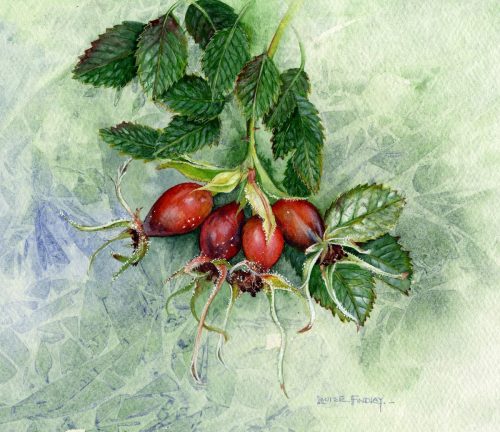 Rosehips