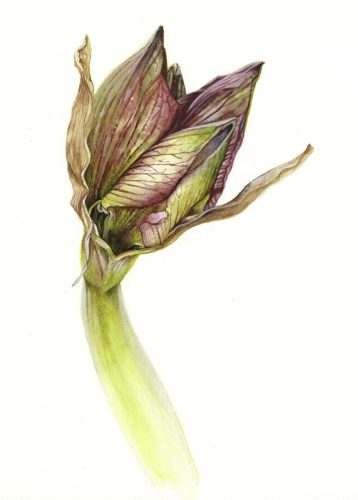 2025-08-14-Amaryllis-01-SHARPEN-cropped