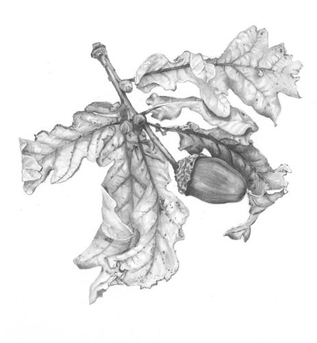 Oak Leaf