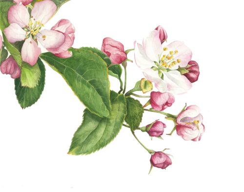 Apple Blossom