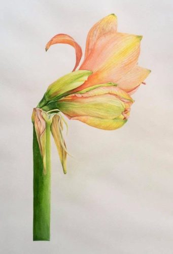 Apricot Amaryllis
