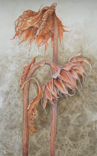 Decaying Sunflower