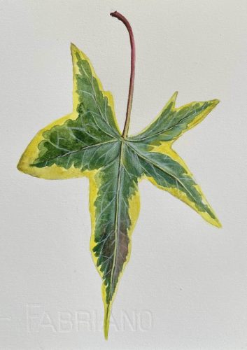 Ivy Leaf