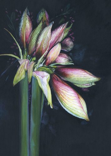 Amaryllis