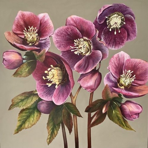 Dark Hellebores