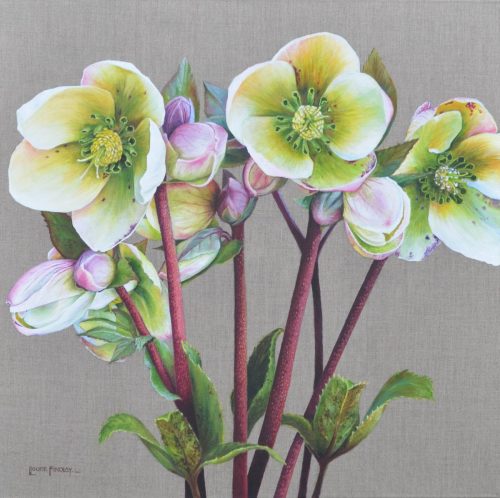 Hellebores
