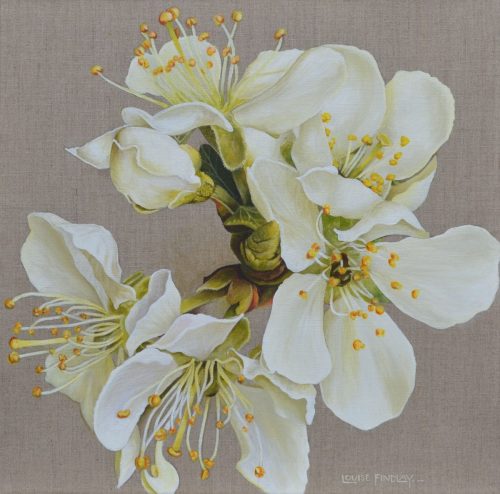 Plum Blossom