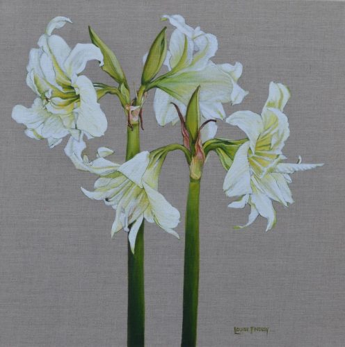 White Amaryllis