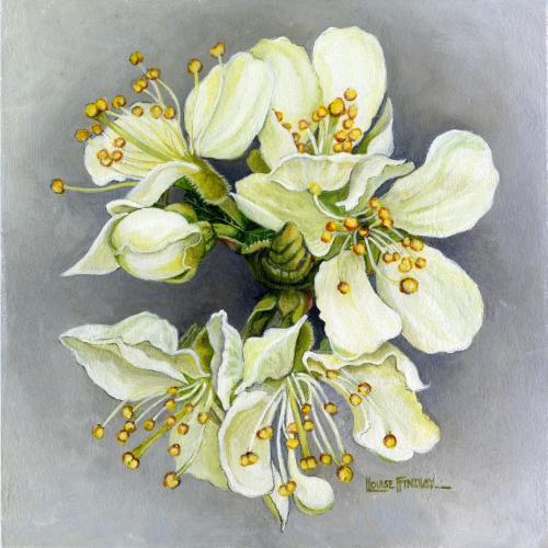 Plum Blossom - Small