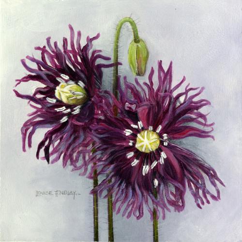 Poppy Black Swan