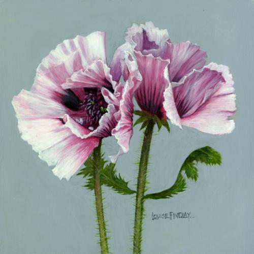 Poppy